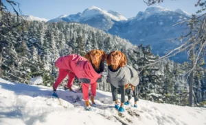 10 Fun Winter Activities To Bond With Your Dog