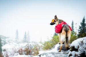 Winter Wellness – How To Keep Your Dog Happy And Healthy During Cold Months