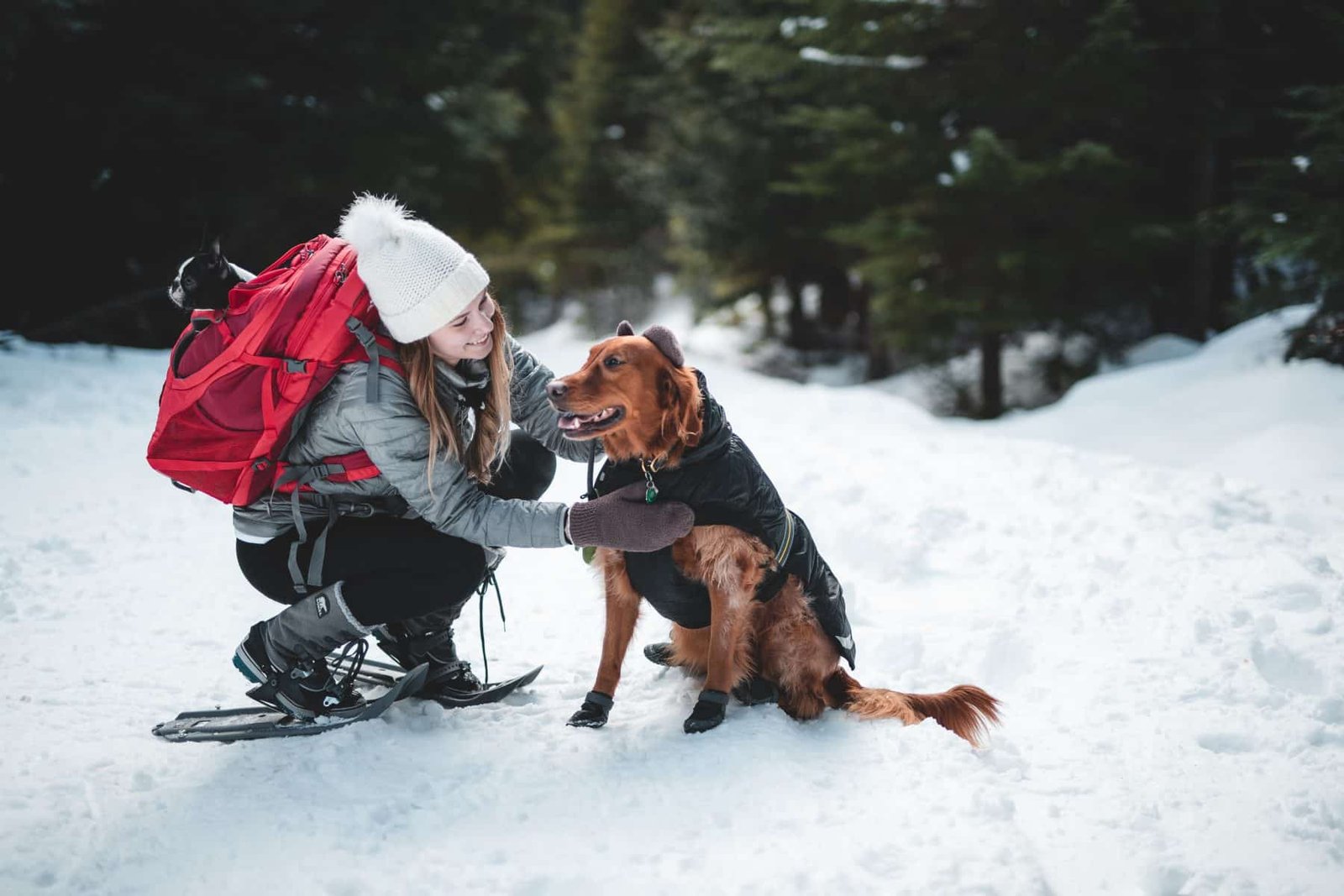 Winter Gear For Dogs – Essential Items For Cold Weather Adventures