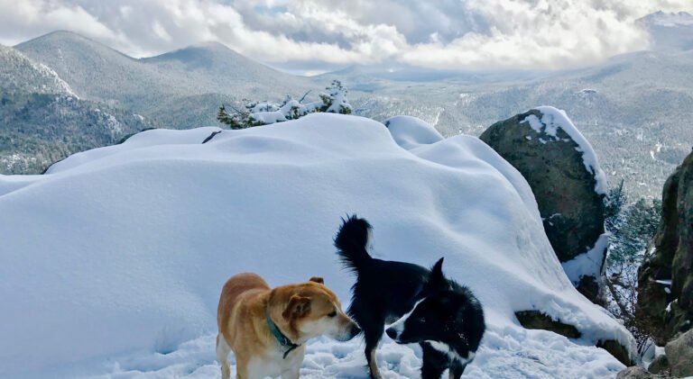 dogs hiking in winter