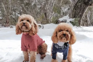 The Ultimate Guide To Winter Safety For Dogs – Tips For A Fun And Safe Season