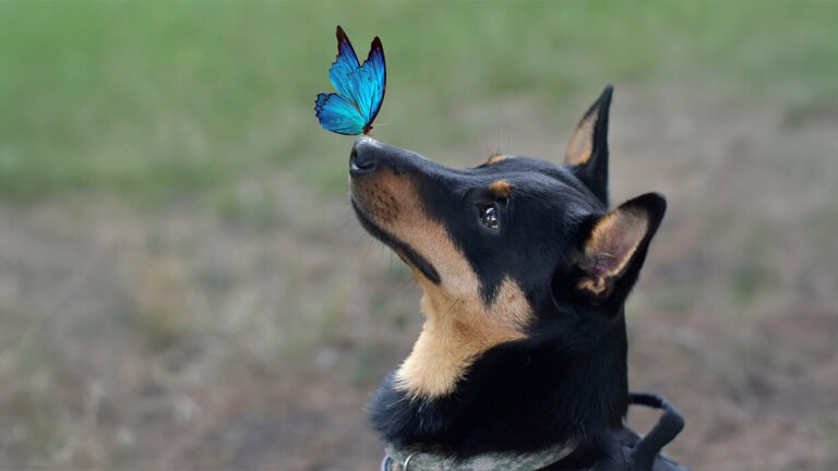 dog an blue butterfly