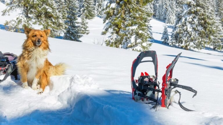 dog in the snow