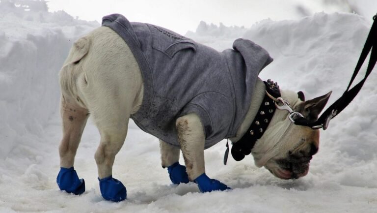 dog walking in snow