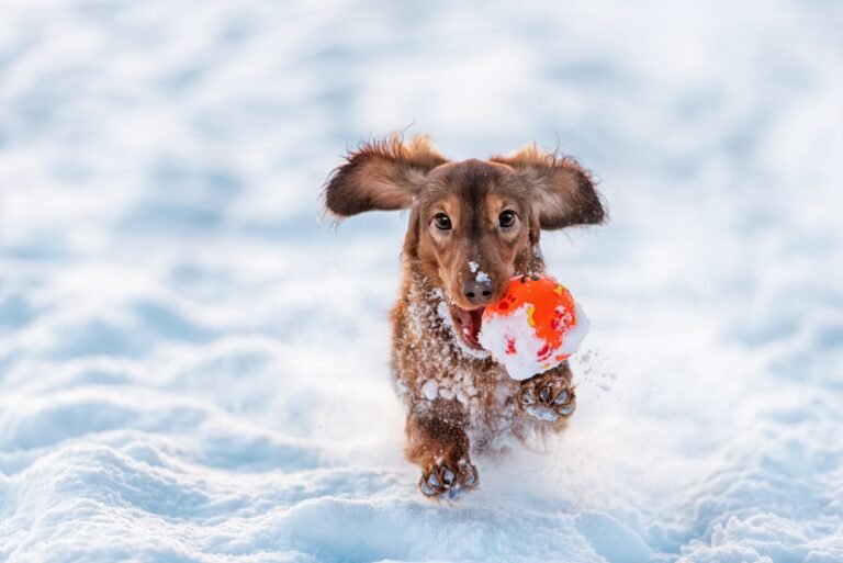 dog playing fetch in snow