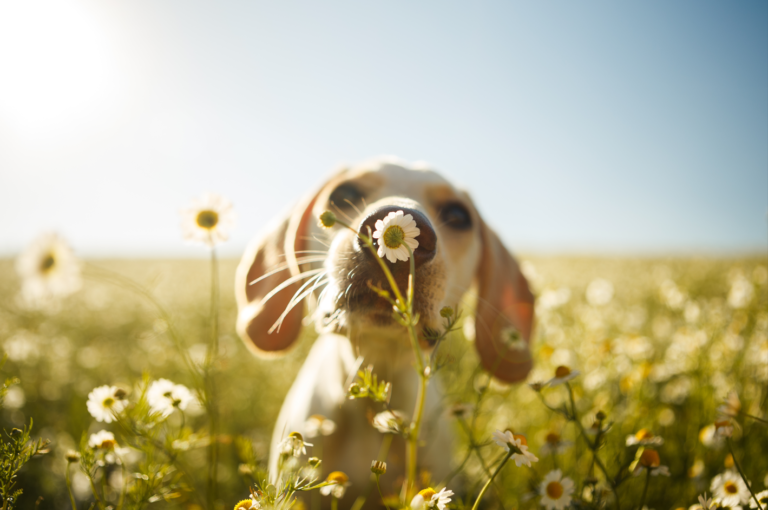 Dog_smelling_flower