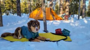 Winter Camping with Your Dog – Cozy Tips for a Great Experience