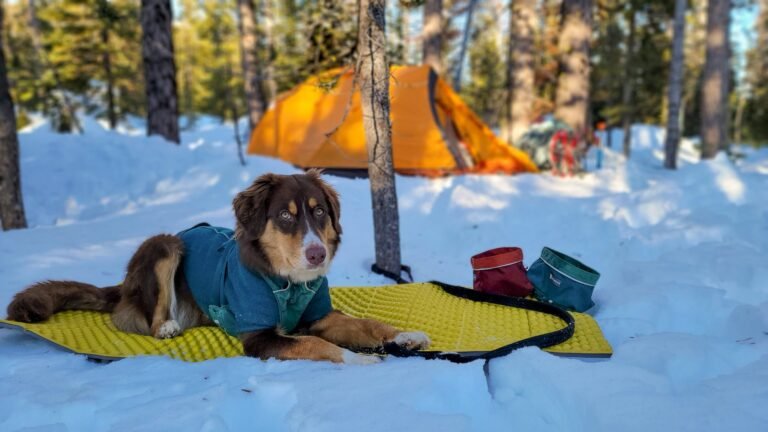 Dog camping in winter