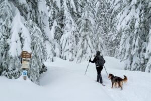 Is Your Dog Ready for an Outdoor Winter Adventure? A Checklist