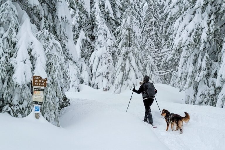 Winter Dog Hike