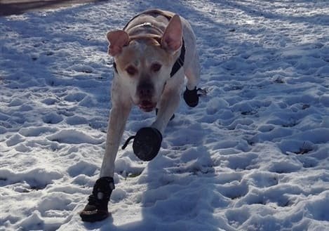 Dog wearing shoes in snow