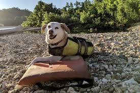 dog relaxing outdoors