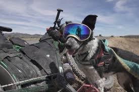 Dog riding motorcycle