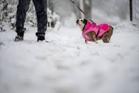 dog wearing jacket during snow