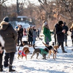 Winter dog gathering