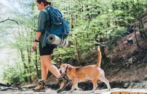 What Precautions Should You Take To Safeguard Your Dog While Hiking In The Resplendent Spring?