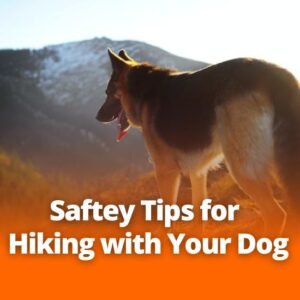 Essential Safety Tips for Hiking with Your Dog in 2025