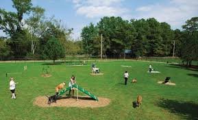 dogs playing in park