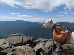 dog hiking in mountains