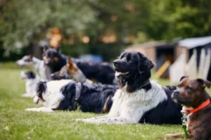 Innovative Dog Gear for 2025 – Enhancing Your Outdoor Adventures Together