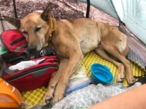Sustainable and Eco-Friendly Dog Camping Gear for the Conscious Adventurer