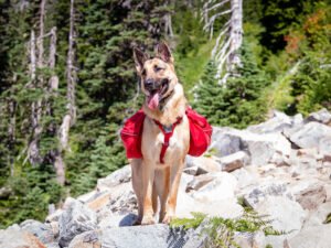 Spring Hiking Gear – Must-Have Items For You And Your Dog