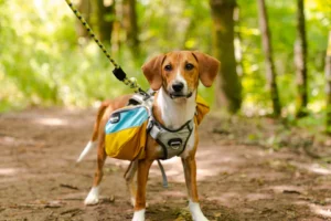 How To Prepare Your Dog For Hiking – Spring Edition