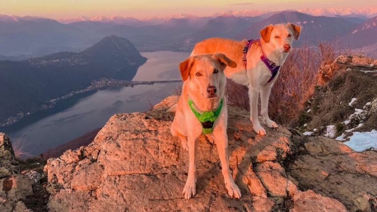 Best Dog Breeds for Hiking & Outdoor Life (And How to Get Started)