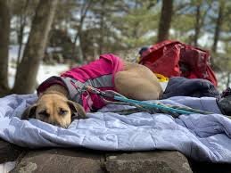 Weekend Warrior – How to Plan a Mini Camping Trip With Your Dog