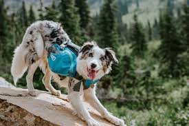 How to Choose the Right Harness for Your Outdoor Adventures with your Dog