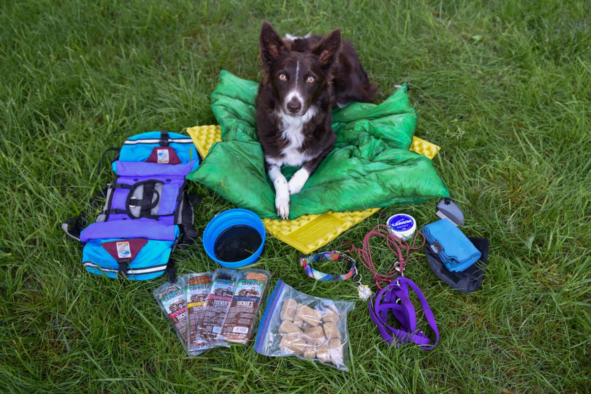What Eclectic Gear Is Essential For An Exhilarating Camping Trip With Dogs?
