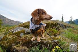 weiner-dog-hiking