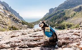 What Essential Gear Transforms A Dog-Friendly Outdoor Adventure Into A Memorable Escape?