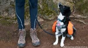 How Do You Navigate The Intricacies Of Hiking Etiquette With Your Furry Sidekick?