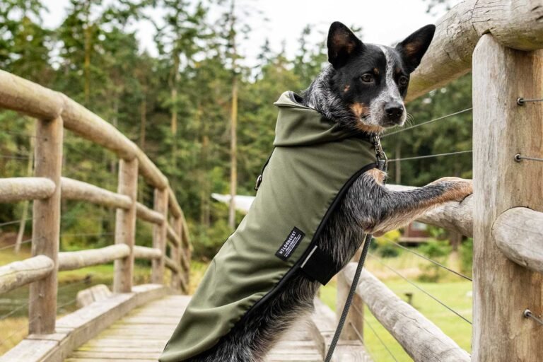 Are You Ready To Unleash The Thrill Of Outdoor Exploration With Your Pets?