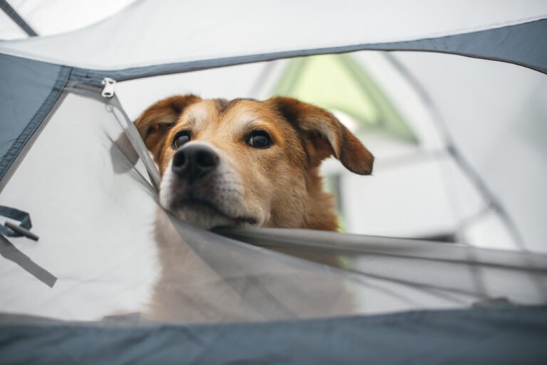 How Do You Prepare Your Dog For A Majestic Wilderness Retreat?
