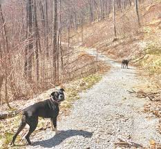 What Enigmatic Trails Are Perfect For Camping Adventures With Your Four-Legged Friend?