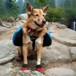 treating dog injuries