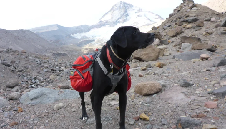 Dog hiking with red backpack
