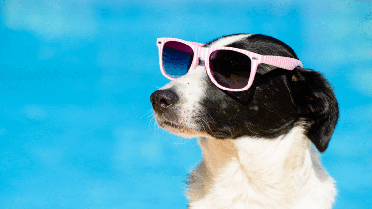 dog with sunglasses