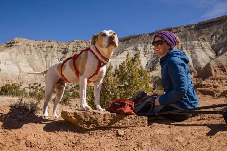Dog First Aid Tips