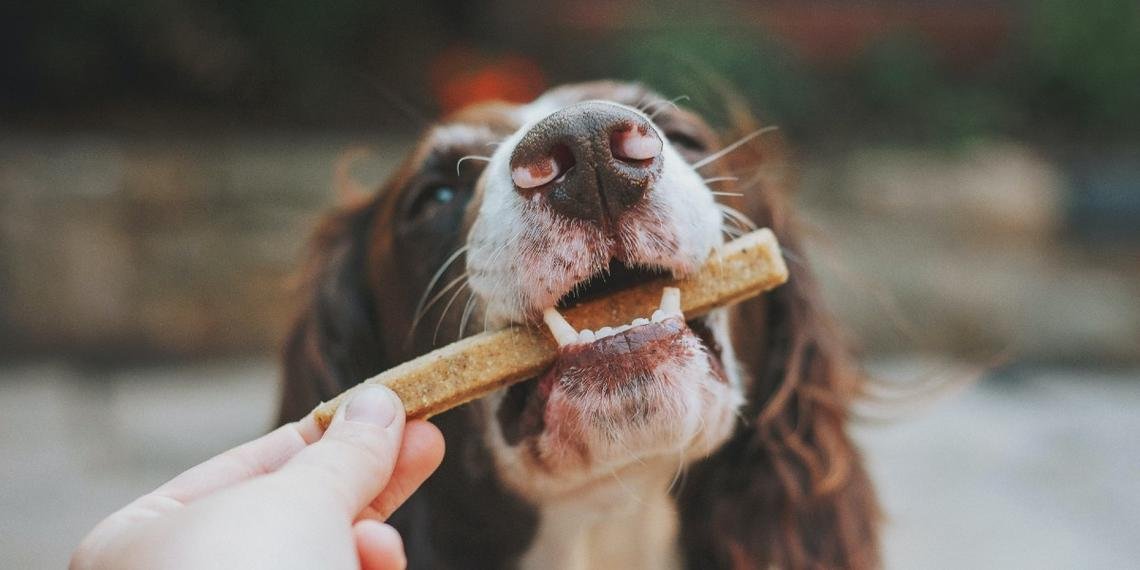 How Can You Prepare Healthy Trail Snacks For Your Pup On Adventure Days?