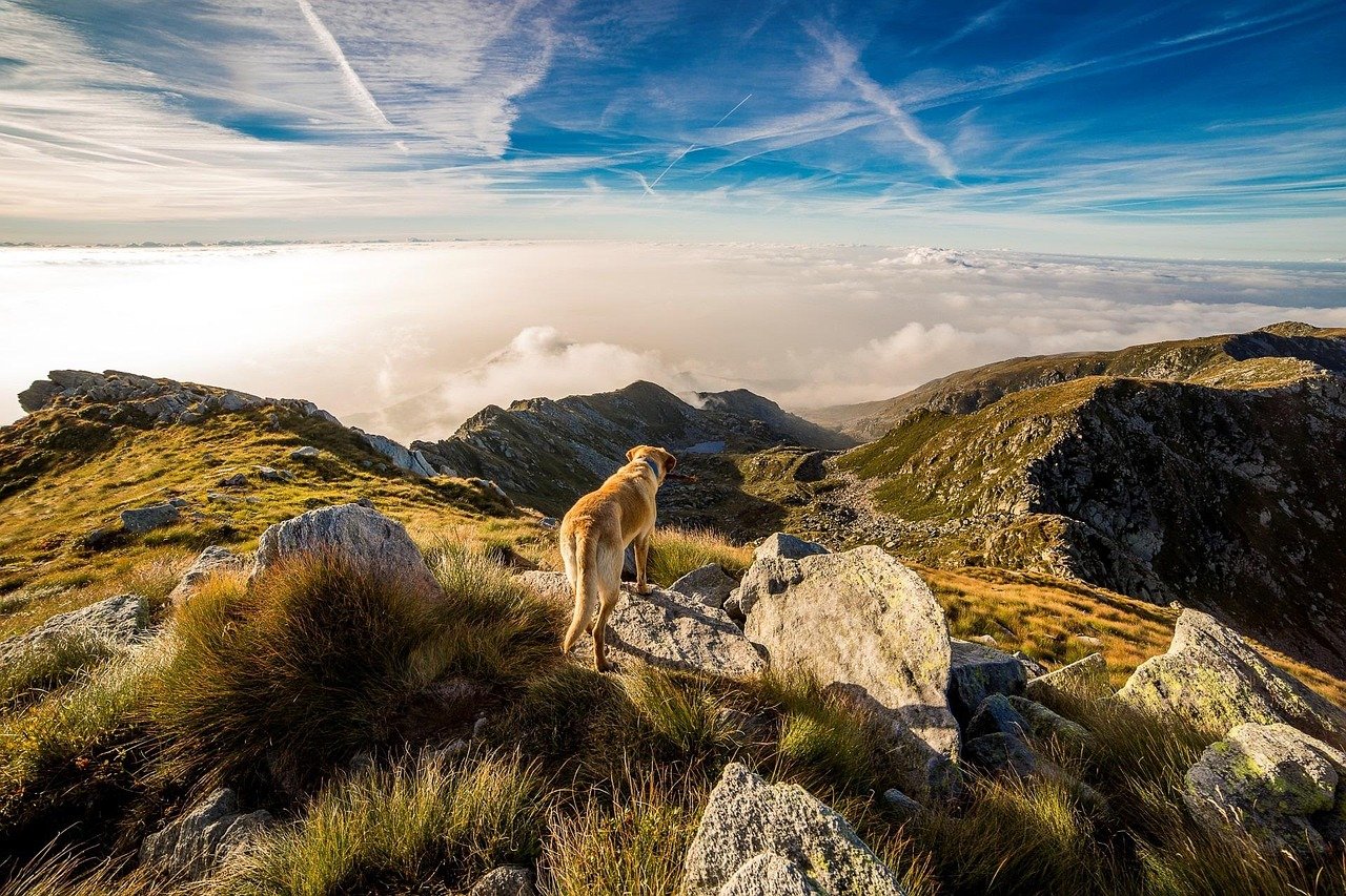 What First Aid Steps Should Every Pet Owner Know For Their Dog In The Wild?