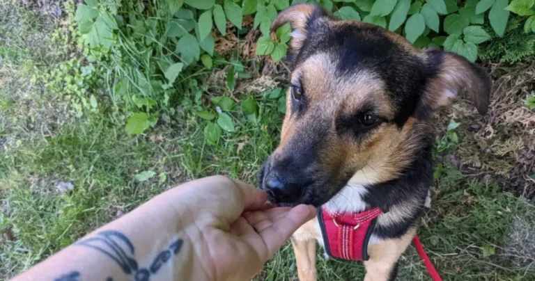 dog eating treat while hiking