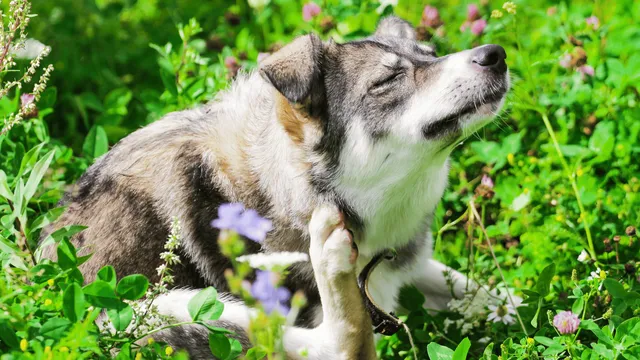 Dog scratching fleas