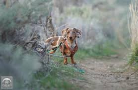 How Can You Ensure A Safe Hiking Experience For Your Dog With Effective Tick And Flea Measures?