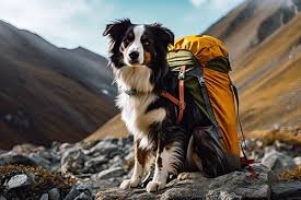 What Post-Hike Checks Should You Perform To Ensure Your Dog’s Safety?