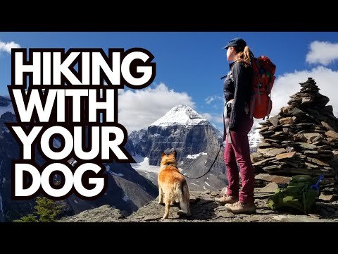 Lessons from the Trail – 5 Things I’ve Learned Hiking with My Dog