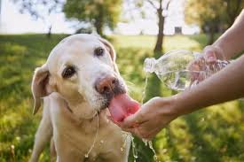 dog drinking water from water bottle