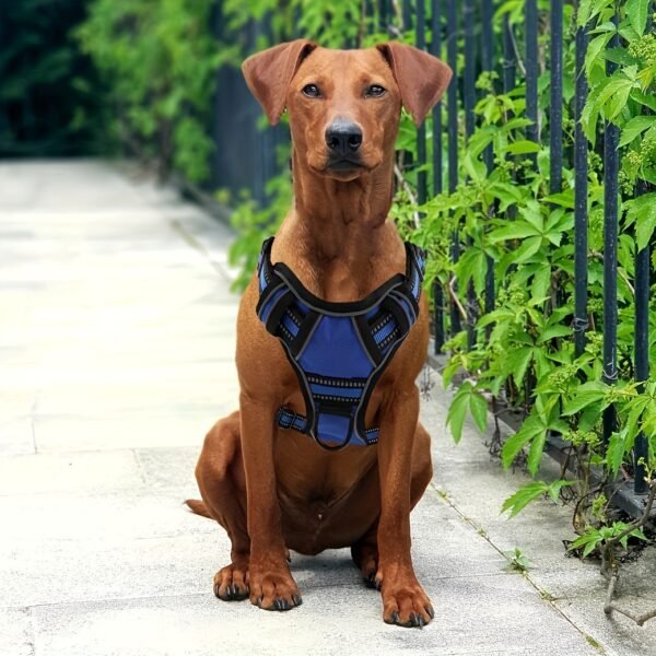 Trail2Tail™ 6-Piece Urban Dog Harness Kit – Reflective Everyday Set for City Adventures - Image 14